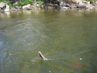 /album/river-kysuca/auto-116-jpg1/